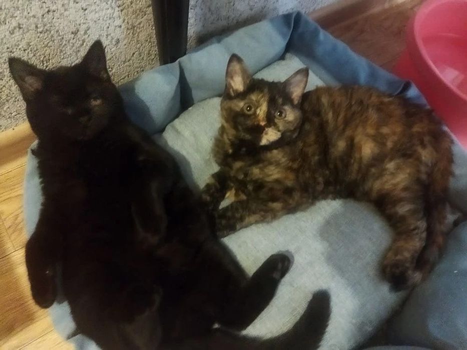 Кудрявые Селкирк рекс котята