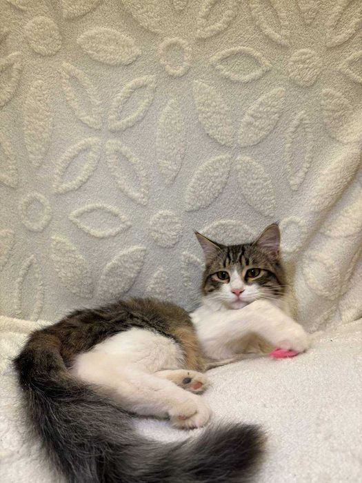 Подарю домашнего котика