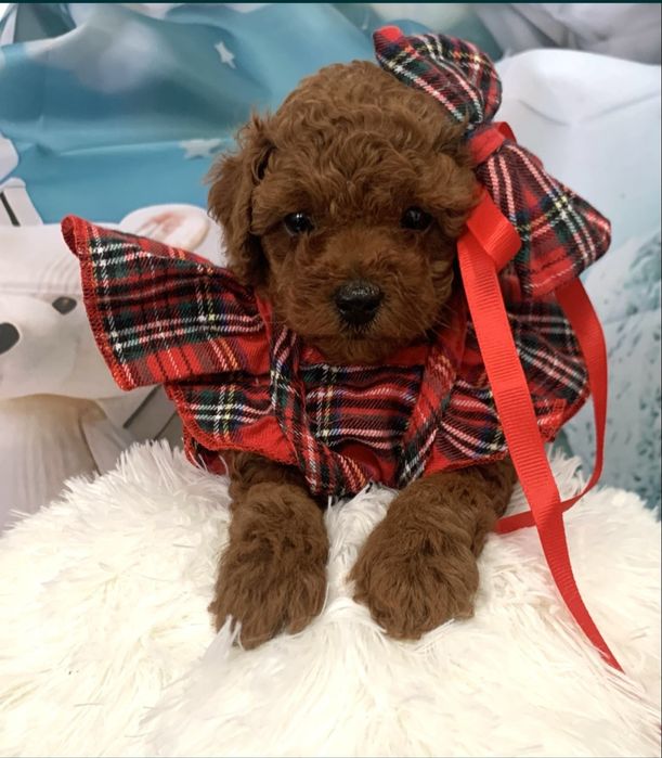 Пудел той Poodle toy Тийкъп с родословие