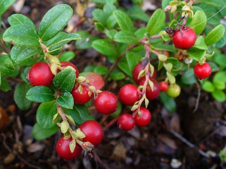 Arbusti Fructiferi (Merisor )