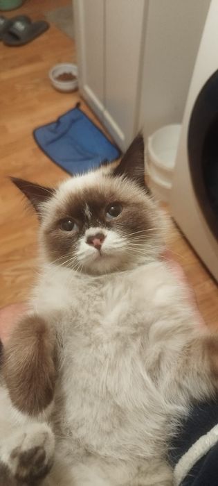 Отдаем кошечку очень ласковая