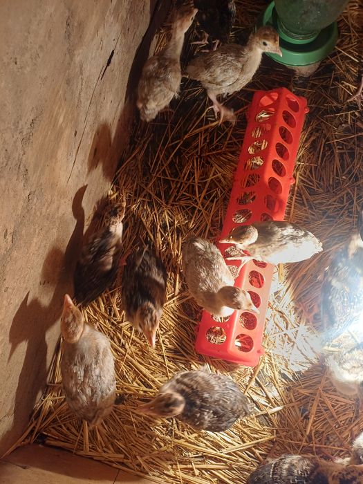 Индюк күркетауық