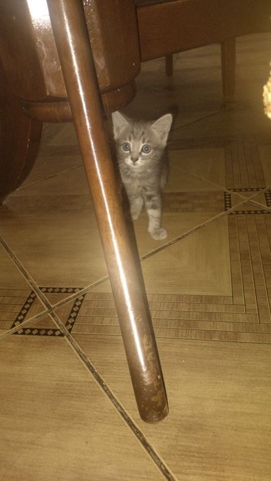 Отдаю котёнка бесплатно!