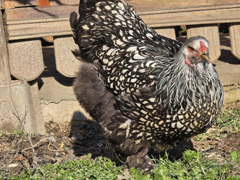 Продавам разплодни яйца от Сребърно кантирана барма (Silver Laced)