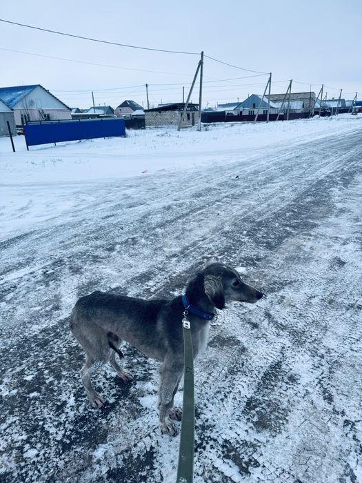 Тазы сатылады Арлан