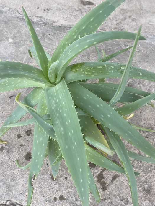 Алоэ Вера лечебное