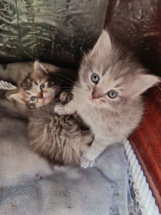 Отдам котят, 1 месяц
