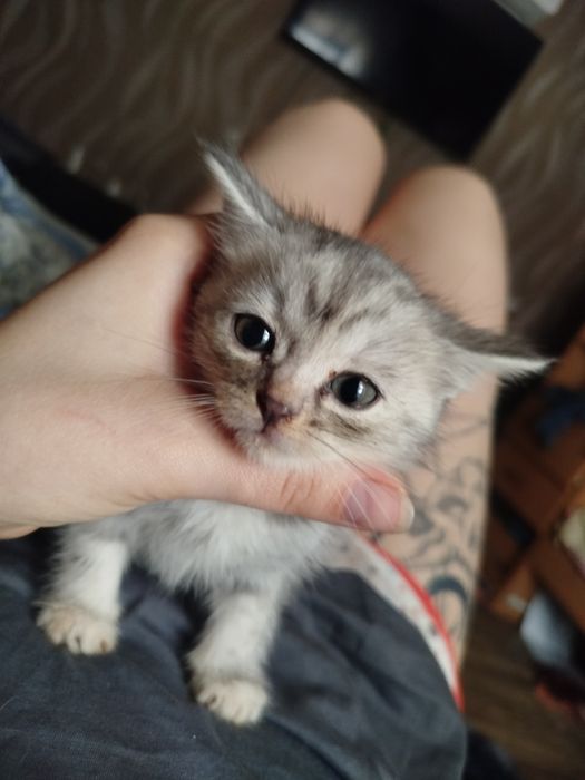 Отдам котят в хорошие руки