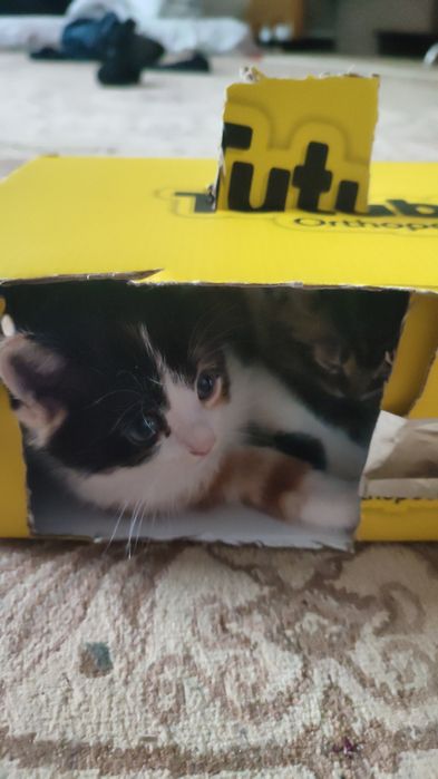 Котенок домашний