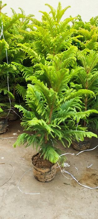 Араукария арча  скидка