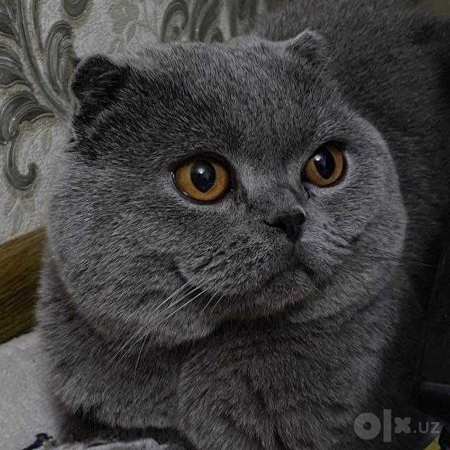 Британские коротко шерсти сотилади
