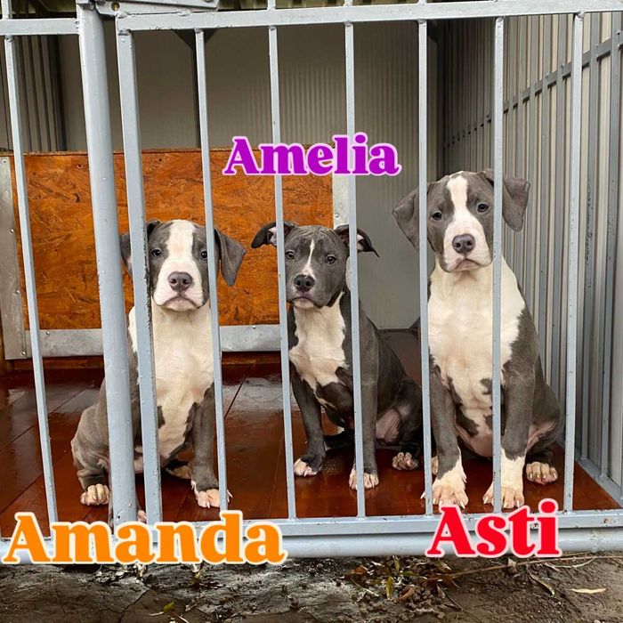 Fetiza minunata de American Staffordshire Terier Blue