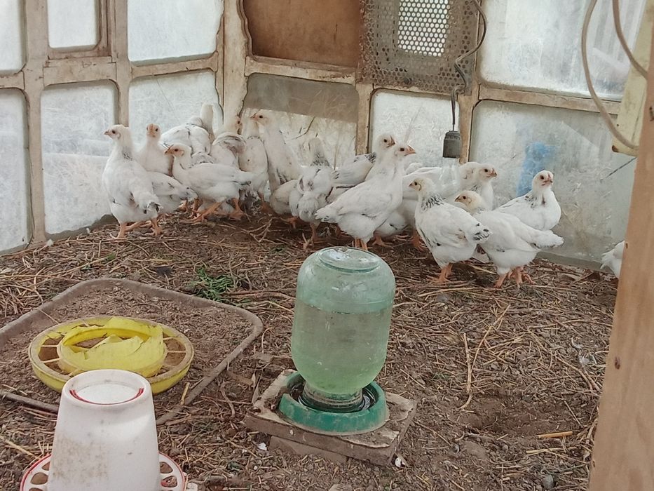 Балапандар пародалы