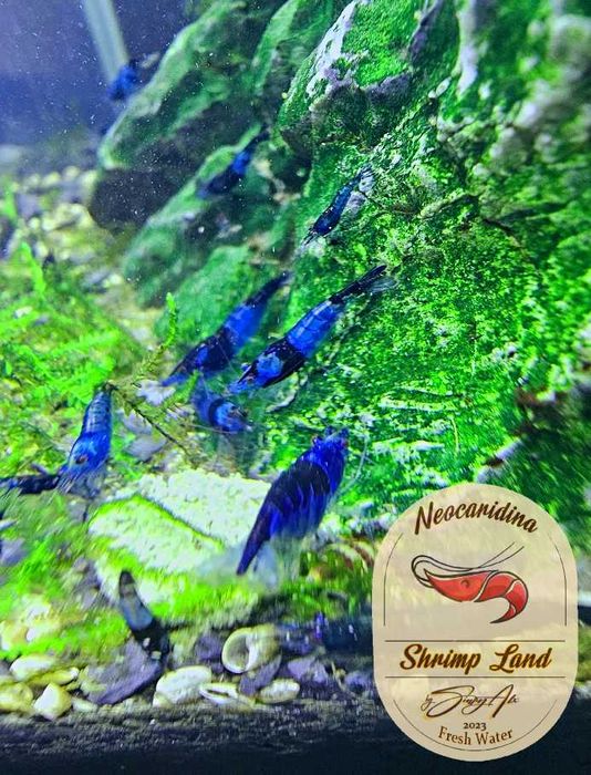 Neocaridina Blue Diamond Rili & Bloody Mary, Conuri Arin, Hrana