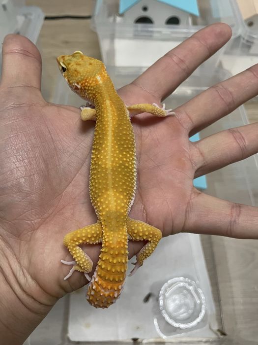 Эублифары геконы