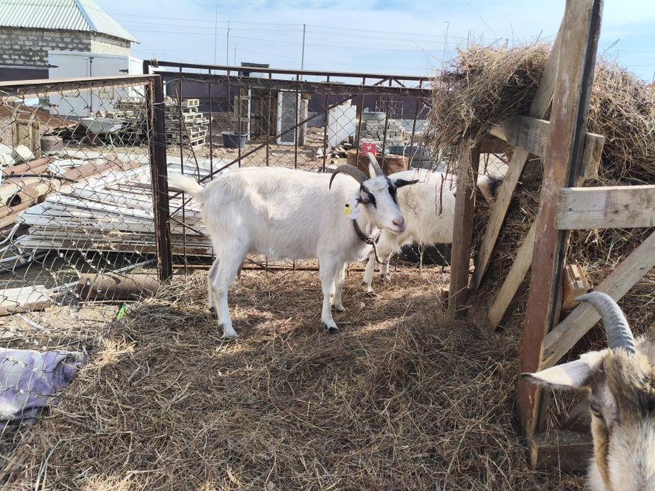 Сүтті ешкі тұқымынды шыбыштар сатылады