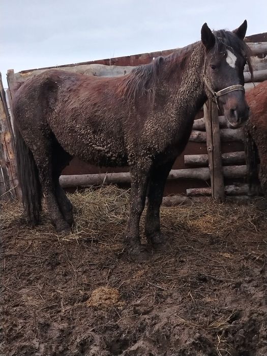 Продам кабылу 6 лет