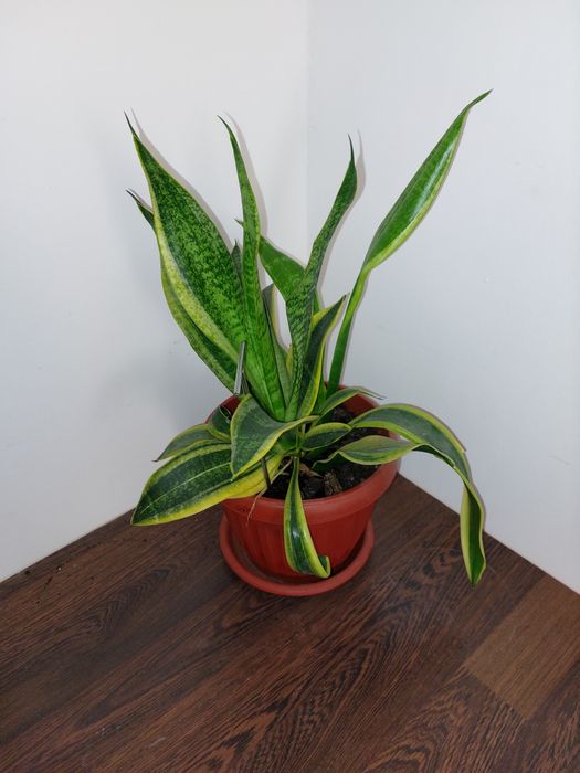 Комнатные цветы разные