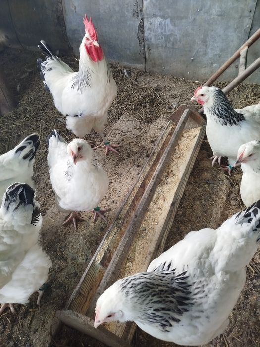 Ofertă!!!Ouă pentru incubat găini sussex