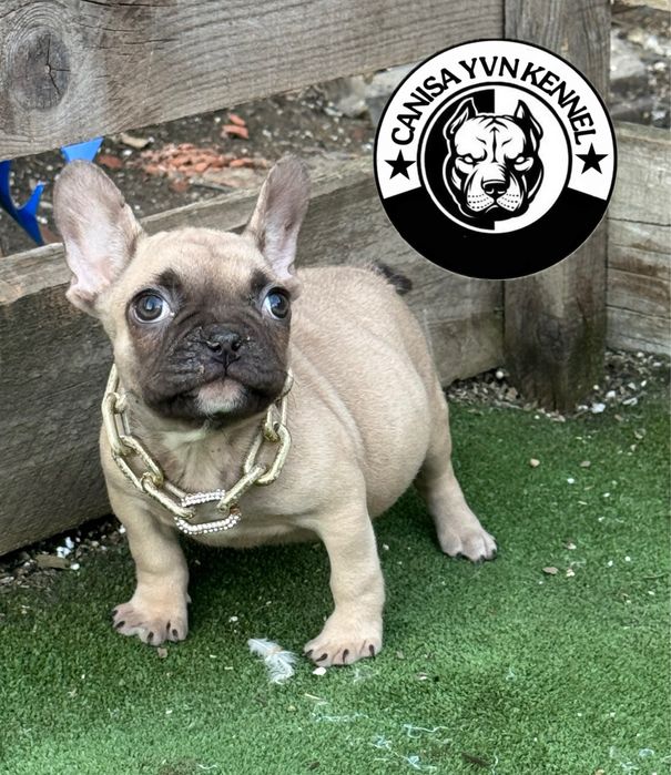 Femela buldog francez cu pedegree