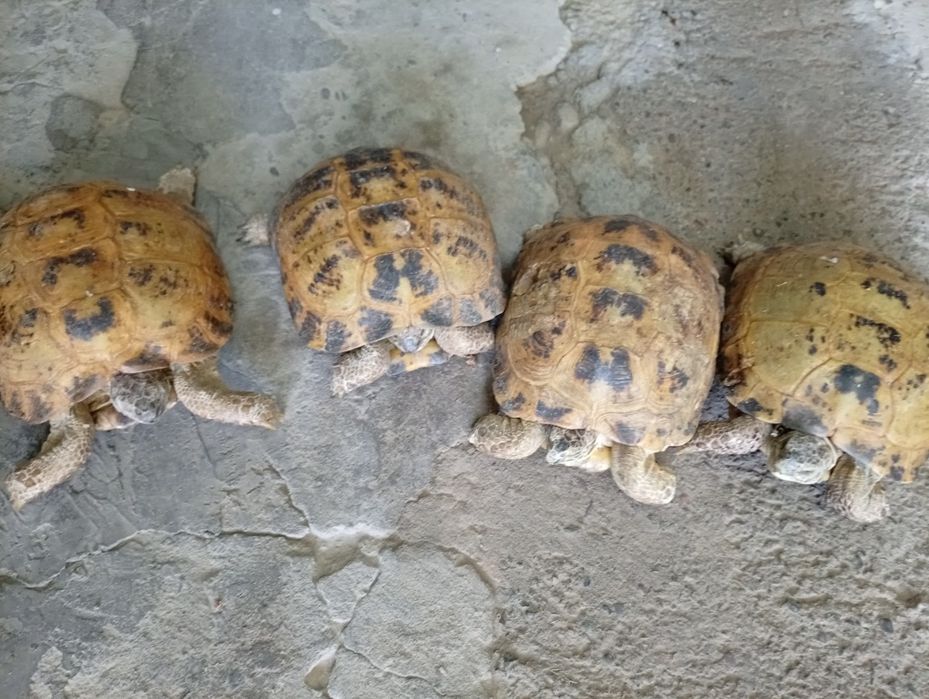 Toshbaqa sotiladi! (Продается черепашки!)