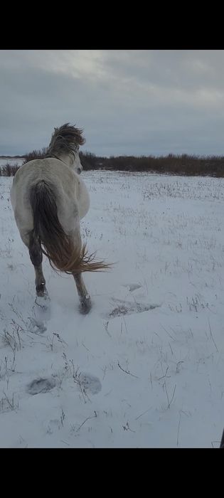 Айғыр сатылады жабы