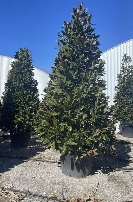 Leylandii 150-200 cm \ Gard viu