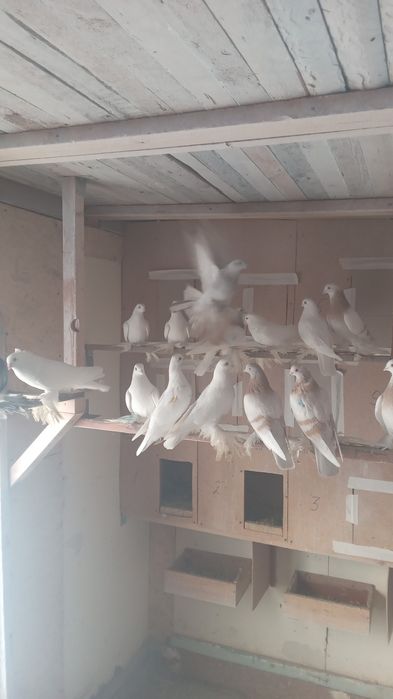 Лётные голуби с игрой