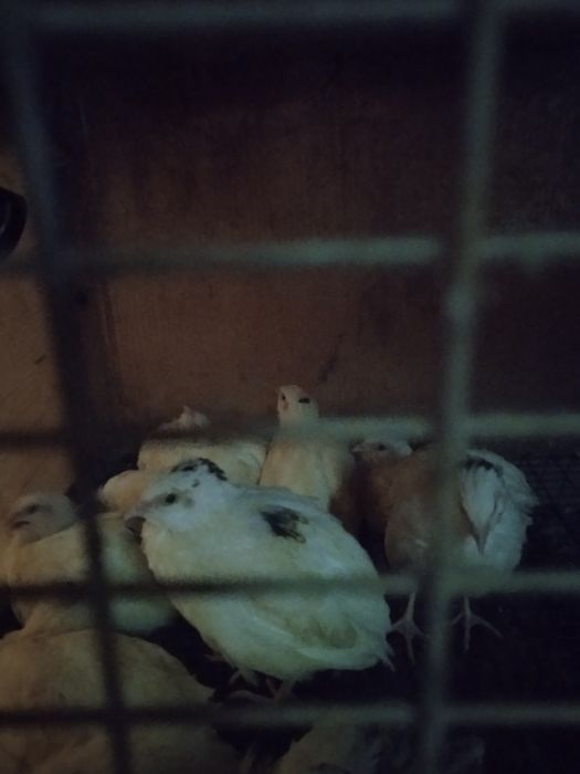 Продам перепелов