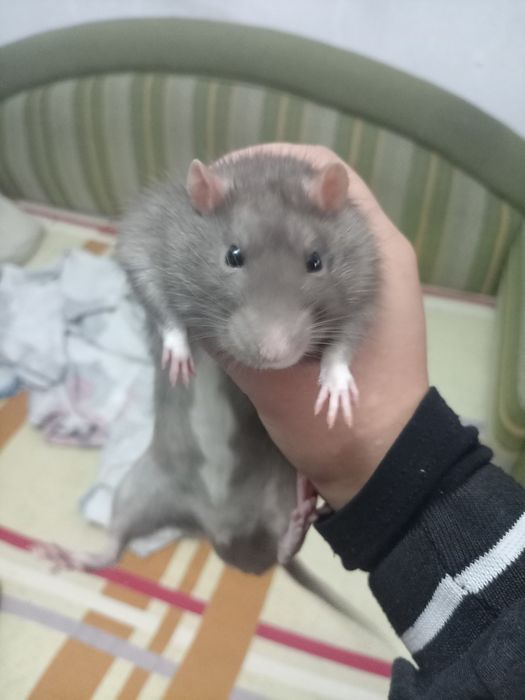 Отдам в добрые руки