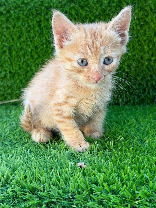 Котенок мальчик и девочка