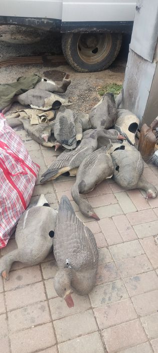Продам гусинные профиля