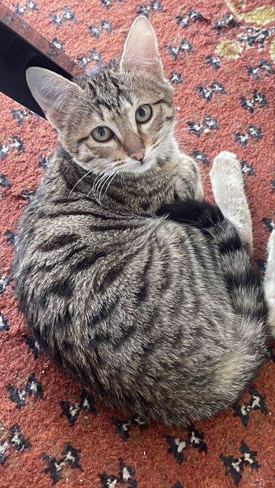 Бесплатно котята