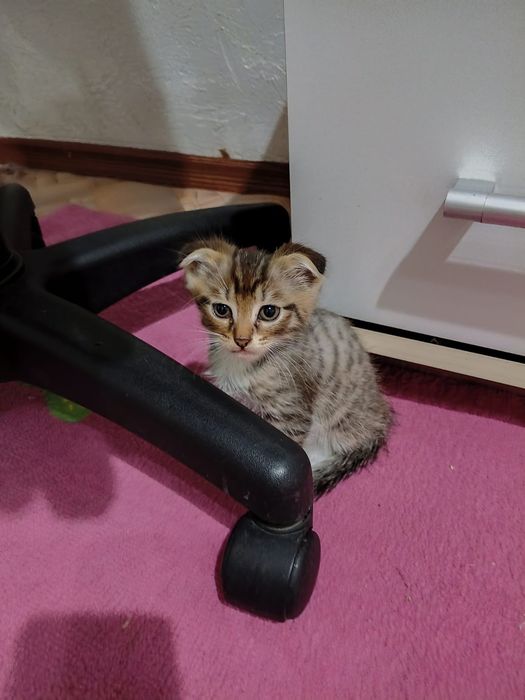 Милые веслоухие котята — мальчики, 1,5 месяца