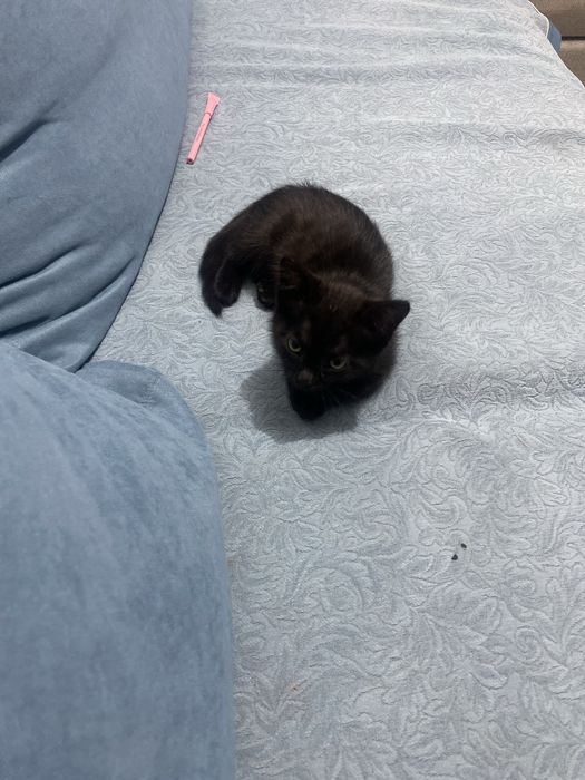 Отдадим милого котенка в хорошие руки.