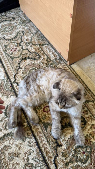 Кошка шотланская