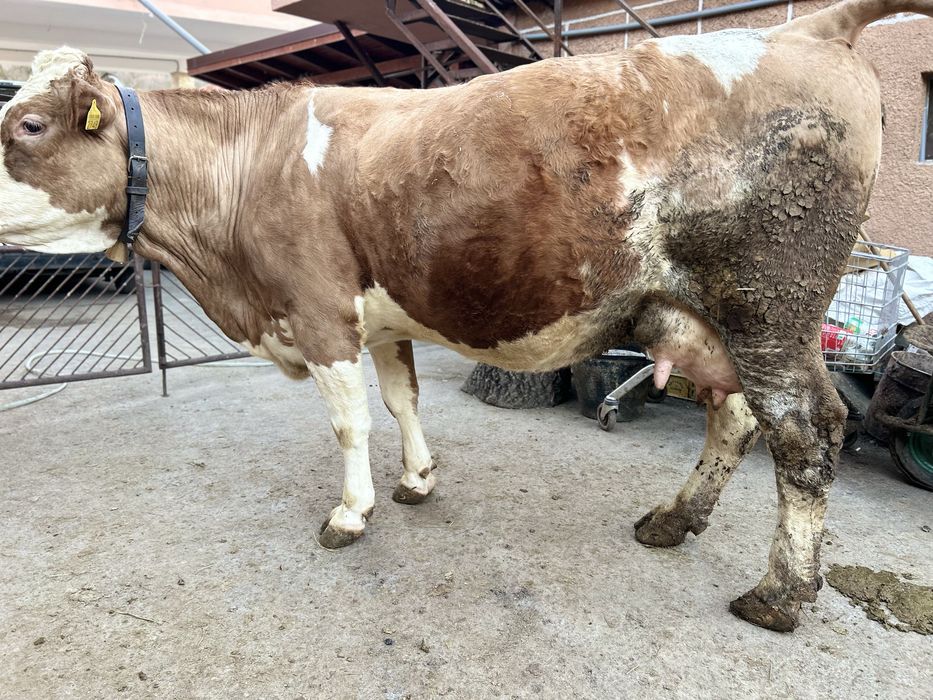 Vaca cu vitel baltata romaneasca