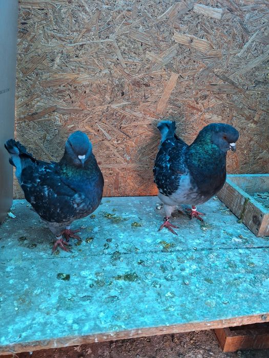 Porumbei rasa King si Sport.