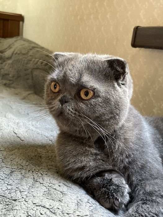 Котенок шотландский вислоухий