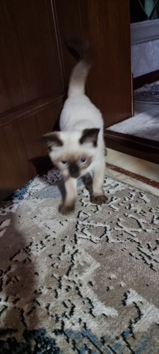 siamski mushuk orgatlgan