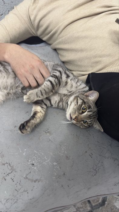 Ищем семью Коту, очень ласковый