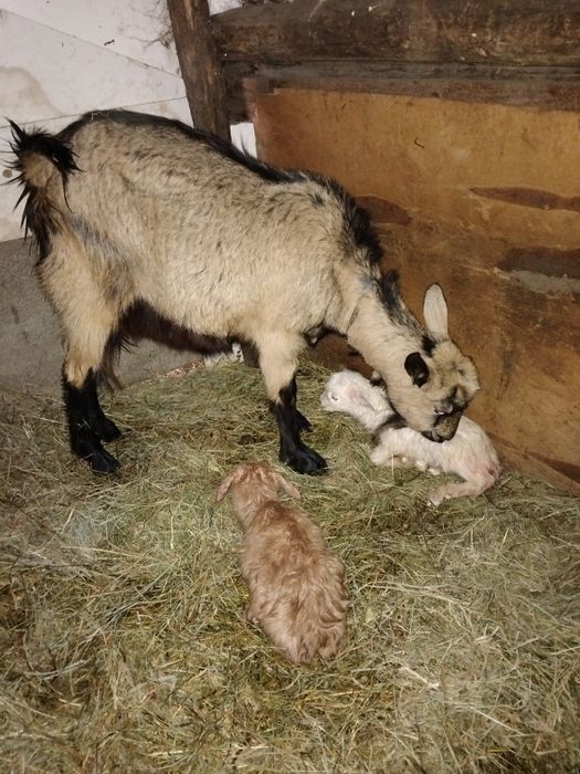 Capră la a doua fătare cu o iadă si un țăpic