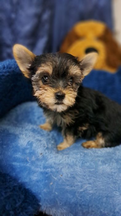 Продаю клубных щенков йорков