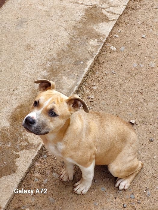 Продажа щенков Стаффорда АСТ