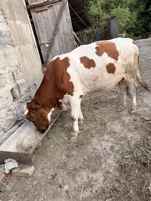 Vând vacă gestanta