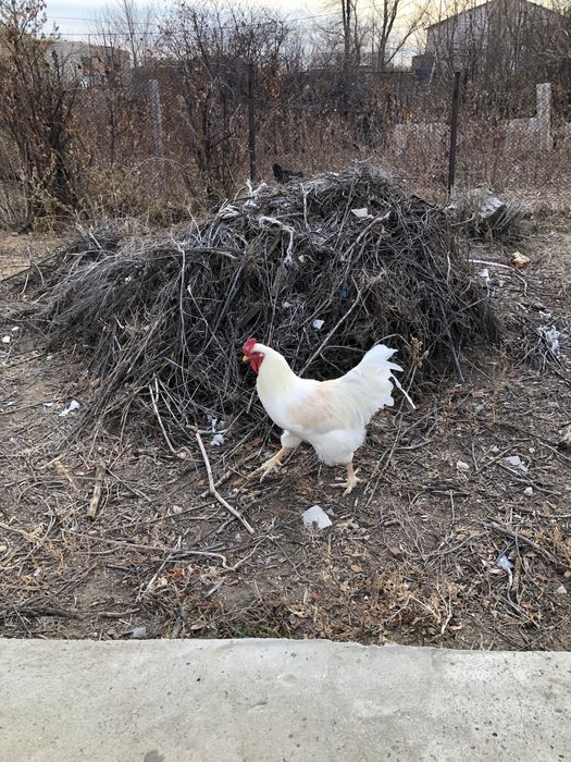 Ақ қораз сатылады