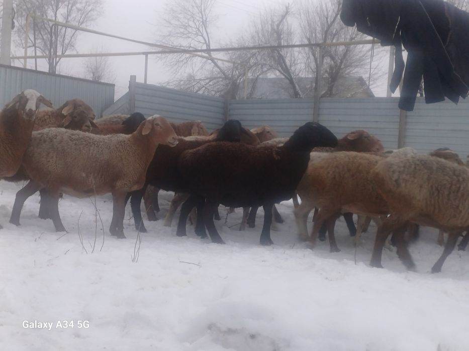 Қойлар сатылады.