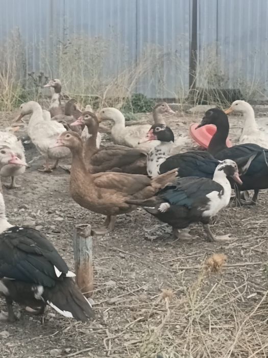 Продам индоутки