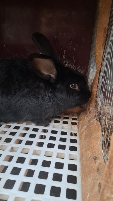 Erke Quyon Sotiladi 4 kilo