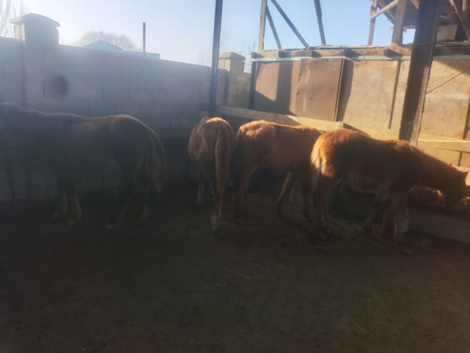 Жабагылар сатылады